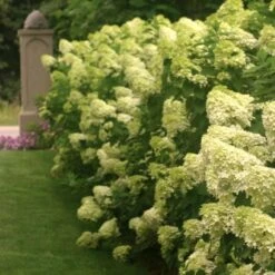 Hydrangea Paniculata 'Limelight' -Verdelyn Sales x600 25572