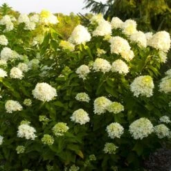 Hydrangea Paniculata 'Limelight' -Verdelyn Sales x600 25573