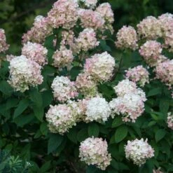 Hydrangea Paniculata Fire Light® -Verdelyn Sales x600 25575