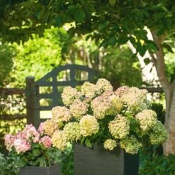Hydrangea Paniculata Little Lime® - 1 Gallon Pot 7 Hydrangea Paniculata Little Lime® - 1 Gallon Pot -Verdelyn Sales x600 25578