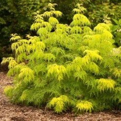 Sambucus Racemosa Lemony Lace® -Verdelyn Sales x600 25592