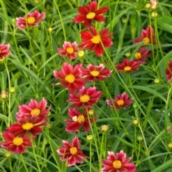 Coreopsis Big Bang™ 'Mercury Rising' 5 Coreopsis Big Bang™ 'Mercury Rising' -Verdelyn Sales x600 25610