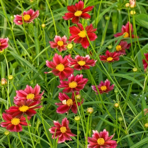 Coreopsis Big Bang™ 'Mercury Rising' 3 Coreopsis Big Bang™ 'Mercury Rising' - Image 3