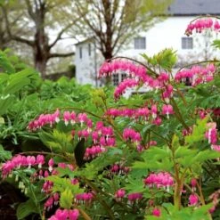 Dicentra Spectabilis -Verdelyn Sales x600 25614