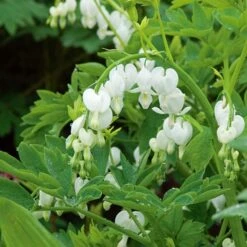 Dicentra Spectabilis 'Alba' 6 Dicentra Spectabilis 'Alba' -Verdelyn Sales x600 25615