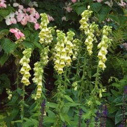 Digitalis Grandiflora -Verdelyn Sales x600 25617