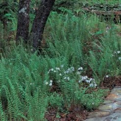 Polystichum Acrostichoides - Christmas Fern 11 Polystichum Acrostichoides - Christmas Fern -Verdelyn Sales x600 25627
