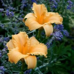 Hemerocallis (Daylily) 'Apricot Sparkles' - Reblooming -Verdelyn Sales x600 25640