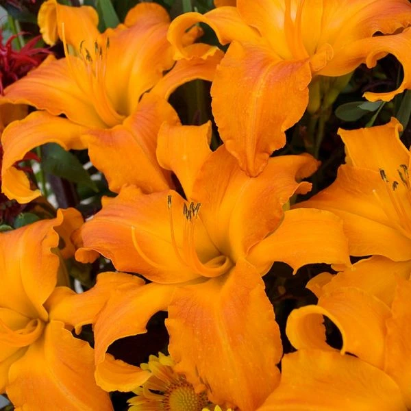 Hemerocallis (Daylily) Rainbow Rhythm® 'Primal Scream' 1 Hemerocallis (Daylily) Rainbow Rhythm® 'Primal Scream'