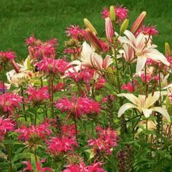 Monarda Didyma 'Coral Reef' -Verdelyn Sales x600 25658