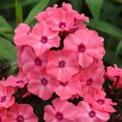Phlox Paniculata Candy Store® Coral Crème Drop -Verdelyn Sales x600 25675
