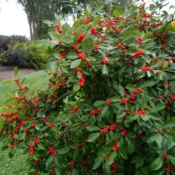 Ilex Verticillata Berry Heavy® -Verdelyn Sales x600 25726
