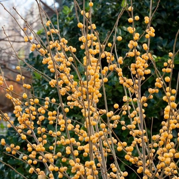 Ilex Verticillata Berry Heavy® Gold 1 Ilex Verticillata Berry Heavy® Gold