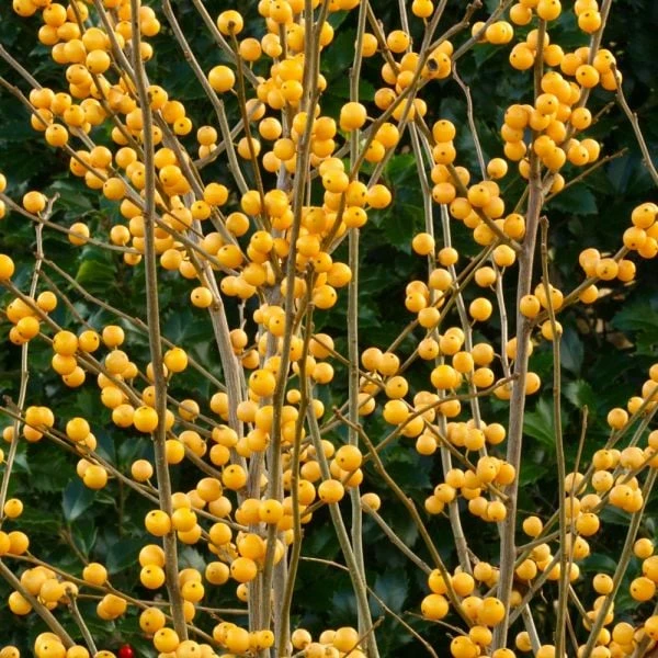 Ilex Verticillata Berry Heavy® Gold 2 Ilex Verticillata Berry Heavy® Gold - Image 2