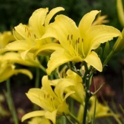 Hemerocallis (Daylily) 'Hyperion' -Verdelyn Sales x600 25736