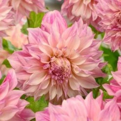 Dahlia 'Café Au Lait Royal' -Verdelyn Sales x600 25987