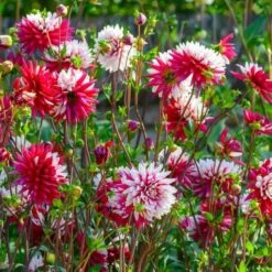 Dahlia 'Rebecca's World' -Verdelyn Sales x600 25988