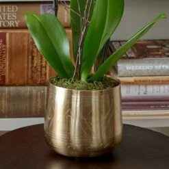 Yellow Moth Orchid In Golden Metal Cachepot -Verdelyn Sales x600 26007
