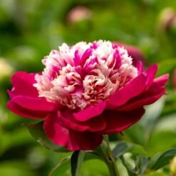Peony 'White Cap' -Verdelyn Sales x600 26104