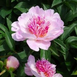 Peony 'Do Tell' -Verdelyn Sales x600 26190