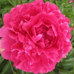 Peony 'Felix Supreme' -Verdelyn Sales x600 26201