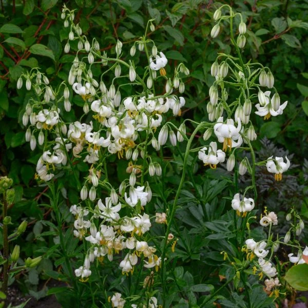 Lilium Martagon 'Snowy Morning' 4 Lilium Martagon 'Snowy Morning' - Image 4