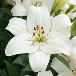 Strawberries & Cream Lilium Mix 23 Strawberries & Cream Lilium Mix -Verdelyn Sales x600 26271