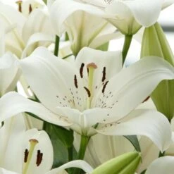 Lilium 'Eyeliner' -Verdelyn Sales x600 26273