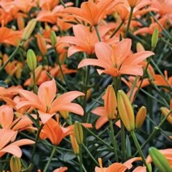 Lilium Pastel Shades Mix For Naturalizing -Verdelyn Sales x600 26277