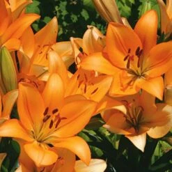 Lilium Pastel Shades Mix For Naturalizing -Verdelyn Sales x600 26278