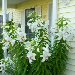 Lilium 'Casa Blanca' -Verdelyn Sales x600 26344