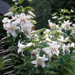 Lilium 'Casa Blanca' -Verdelyn Sales x600 26345