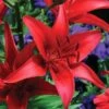 Lilium 'Commander In Chief'