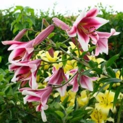 Lilium 'Silk Road' -Verdelyn Sales x600 26350