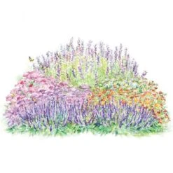 Monarch Butterfly Perennial Garden -Verdelyn Sales x600 26352