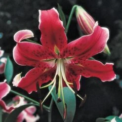 Lilium Mix - The Perfumed Garden -Verdelyn Sales x600 26368