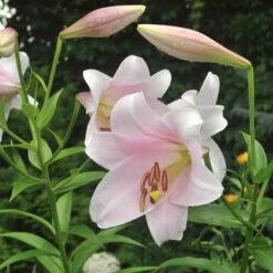 Lilium Mix - The Perfumed Garden -Verdelyn Sales x600 26370