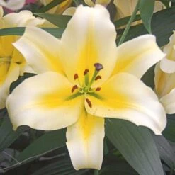 Lilium Mix - The Perfumed Garden -Verdelyn Sales x600 26372