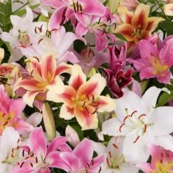 Lilium Mix - The Perfumed Garden -Verdelyn Sales x600 26374