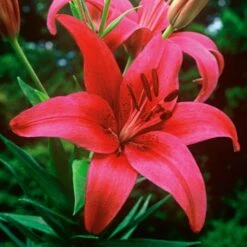 Strawberries & Cream Lilium Mix 19 Strawberries & Cream Lilium Mix -Verdelyn Sales x600 26376