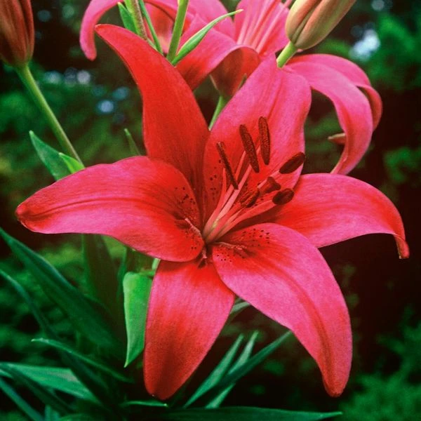 Strawberries & Cream Lilium Mix 8 Strawberries & Cream Lilium Mix - Image 8