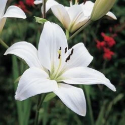 Strawberries & Cream Lilium Mix 20 Strawberries & Cream Lilium Mix -Verdelyn Sales x600 26378