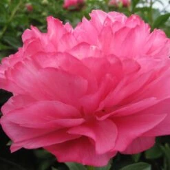 Peony 'Joker' -Verdelyn Sales x600 26389