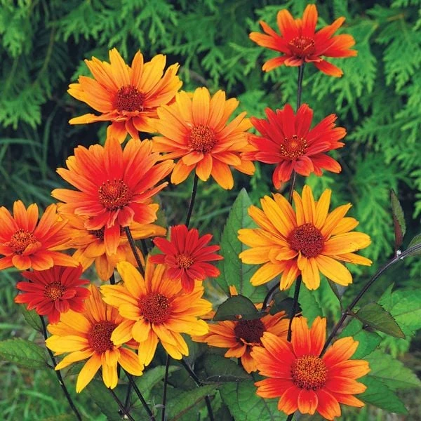 Heliopsis Helianthoides Var. Scabra 'Bleeding Hearts' 2 Heliopsis Helianthoides Var. Scabra 'Bleeding Hearts' - Image 2