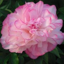 Peony 'Joker' -Verdelyn Sales x600 26442