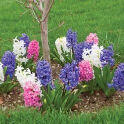 Hyacinthus May Day Bouquet Mix -Verdelyn Sales x600 26545