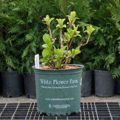 Hydrangea Macrophylla Everlasting® Amethyst -Verdelyn Sales x600 26579 2