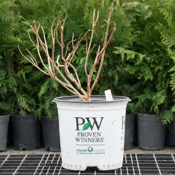 Hydrangea Arborescens Invincibelle Mini Mauvette® 1 Hydrangea Arborescens Invincibelle Mini Mauvette®