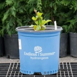 Hydrangea Macrophylla Endless Summer® -Verdelyn Sales x600 26581