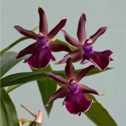 Zygopetalum Orchid 'Red Bird' -Verdelyn Sales x600 26582